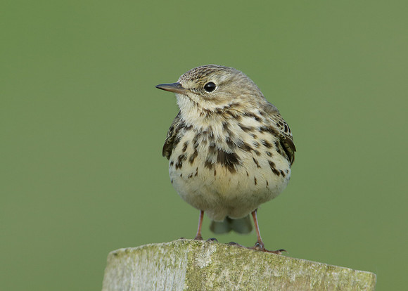 Meadow Pipit Anthus pratensis