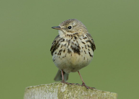 Meadow Pipit Anthus pratensis