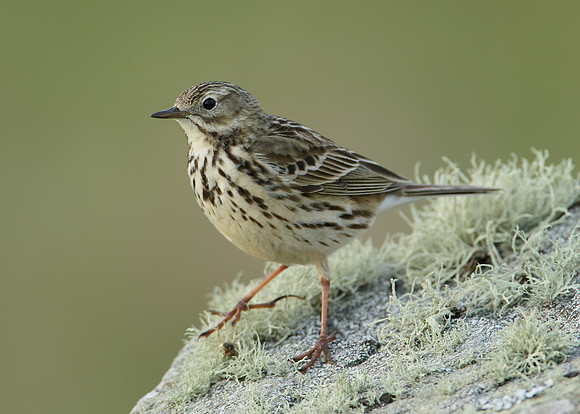 Meadow Pipit Anthus pratensis