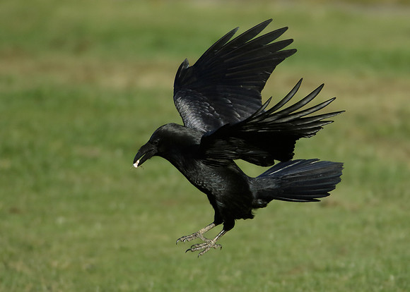 Raven Corvus corax