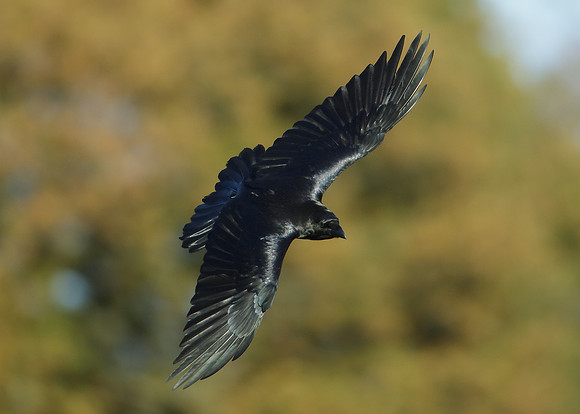 Raven Corvus corax