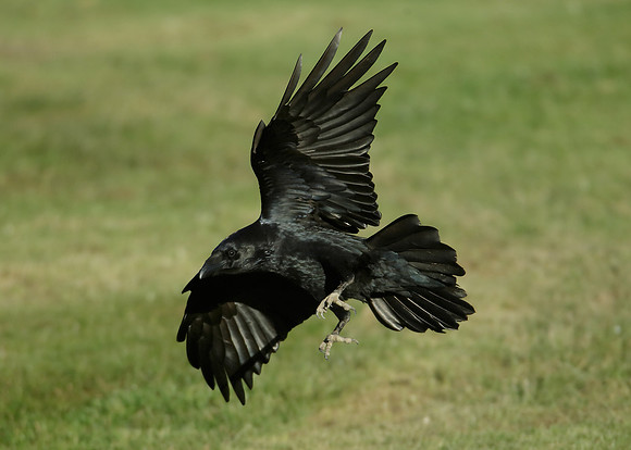 Raven Corvus corax
