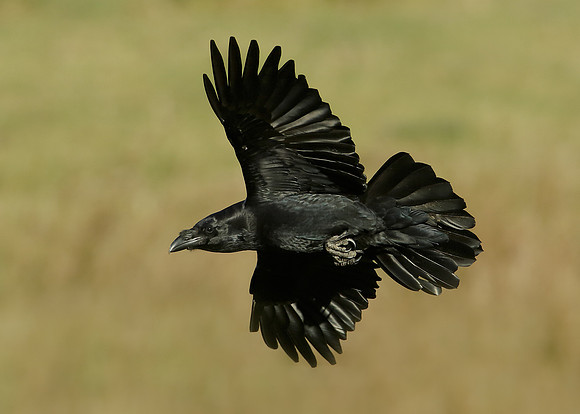 Raven Corvus corax