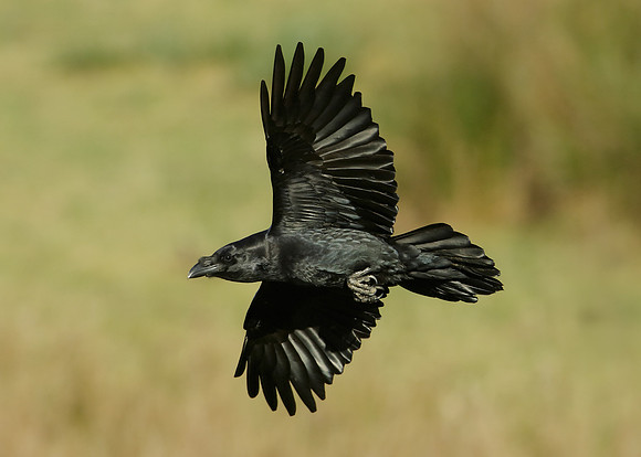 Raven Corvus corax