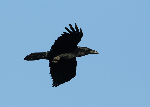 Raven Corvus corax