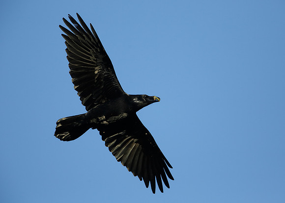 Raven Corvus corax