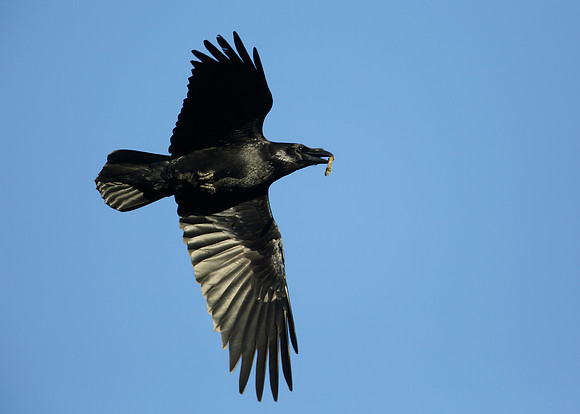 Raven Corvus corax