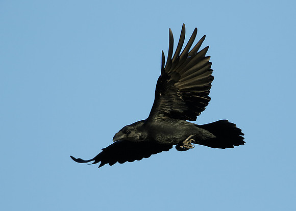 Raven Corvus corax