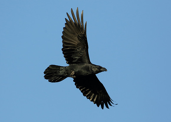 Raven Corvus corax