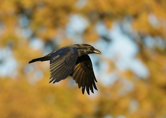 Raven Corvus corax