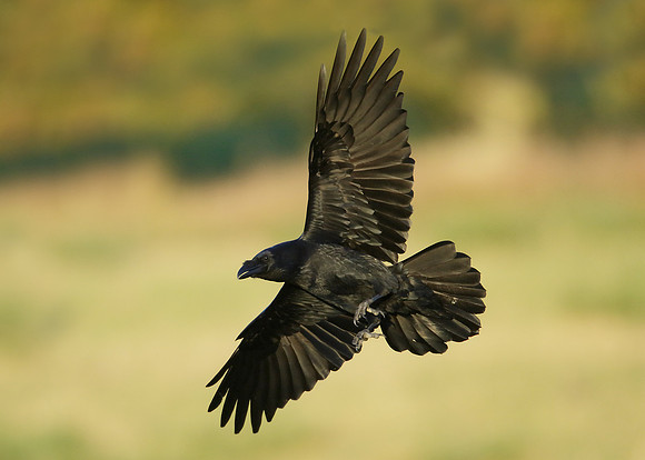 Raven Corvus corax
