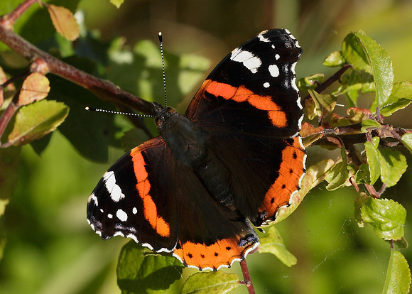 Red Admiral Vanessa atalanta