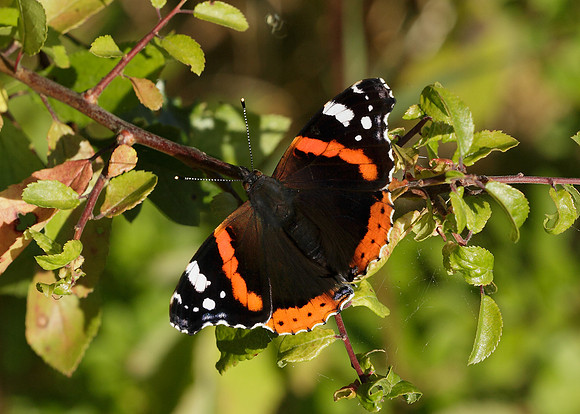 Red Admiral Vanessa atalanta