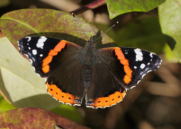 Red Admiral Vanessa atalanta