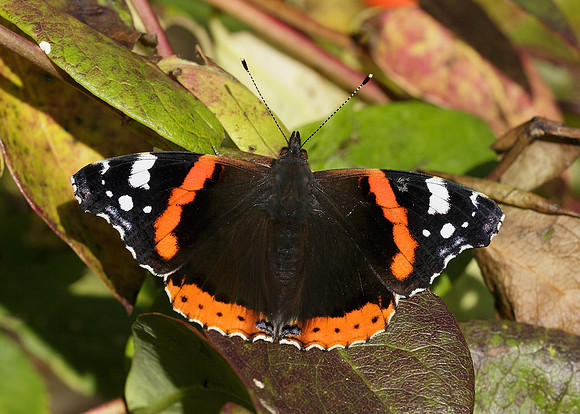 Red Admiral Vanessa atalanta