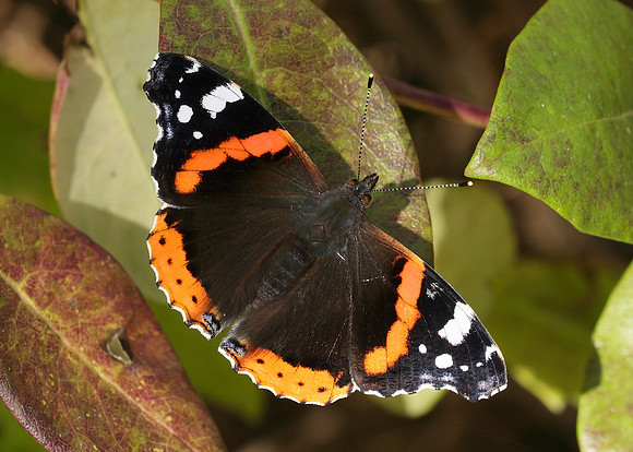 Red Admiral Vanessa atalanta