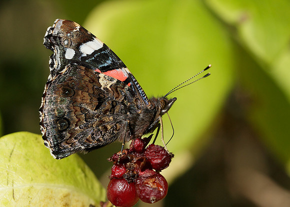 Red Admiral Vanessa atalanta