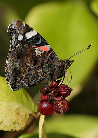 Red Admiral Vanessa atalanta