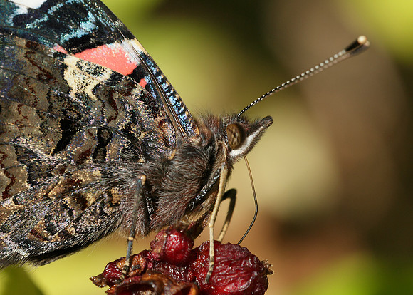 Red Admiral Vanessa atalanta