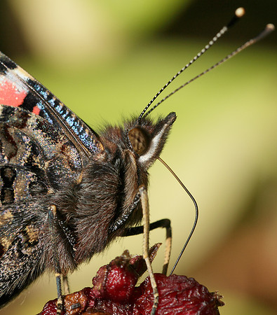 Red Admiral Vanessa atalanta
