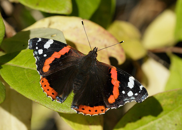 Red Admiral Vanessa atalanta