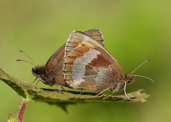 Scotch Argus Erebia aethiops