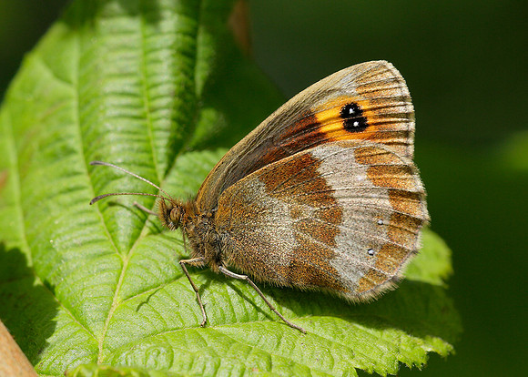 Scotch Argus Erebia aethiops