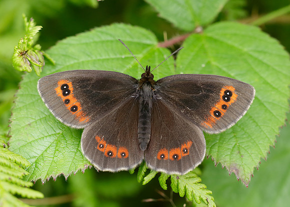 Scotch Argus Erebia aethiops