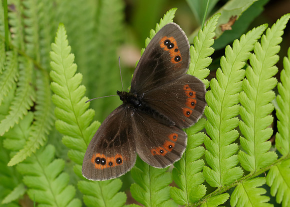 Scotch Argus Erebia aethiops