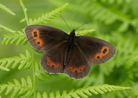 Scotch Argus Erebia aethiops