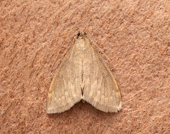 63.016 BF1386 Anania fuscalis