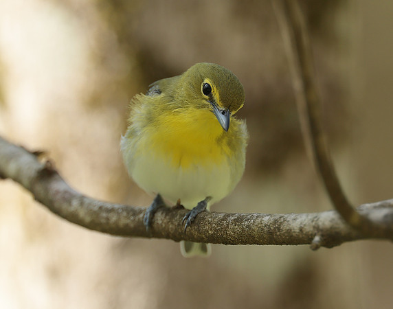 Yellow-throated Vireo Vireo flavifrons