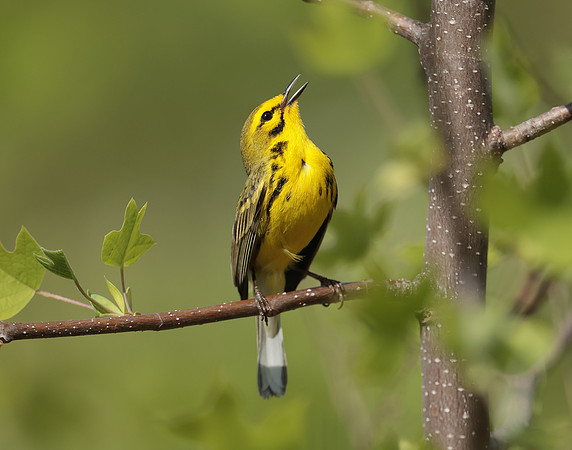 Prairie Warbler Setophaga discolor