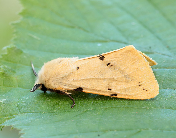 72.019 BF2061 Buff Ermine Spilosoma lutea