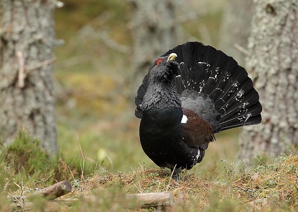 Capercaillie Tetrao urogallus