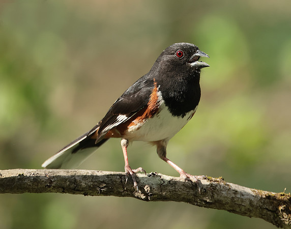 Eastern Towhee Pipilo erythrophthalmus