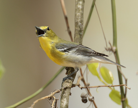 Yellow-throated Vireo Vireo flavifrons