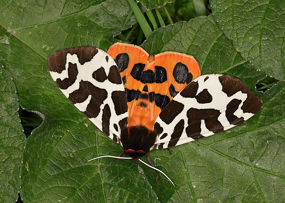 72.026 BF2057 Garden Tiger Arctia caja