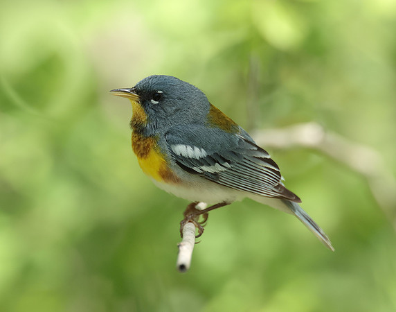 Northern Parula