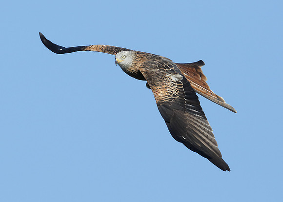 Red Kite Milvus milvus