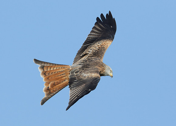Red Kite Milvus milvus