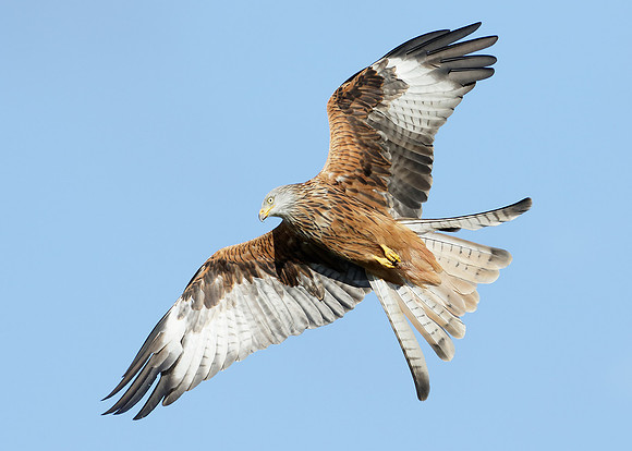 Red Kite Milvus milvus
