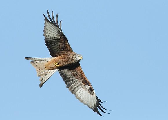 Red Kite Milvus milvus