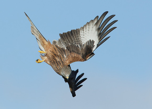 Red Kite Milvus milvus