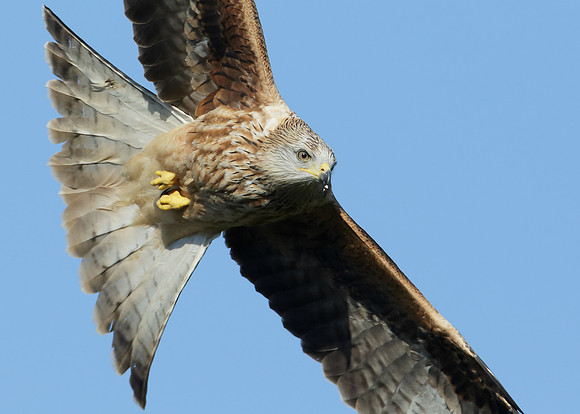Red Kite Milvus milvus