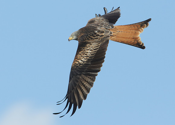 Red Kite Milvus milvus