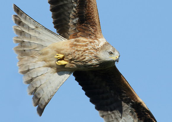 Red Kite Milvus milvus