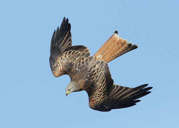 Red Kite Milvus milvus