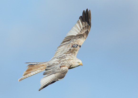 Red Kite Milvus milvus