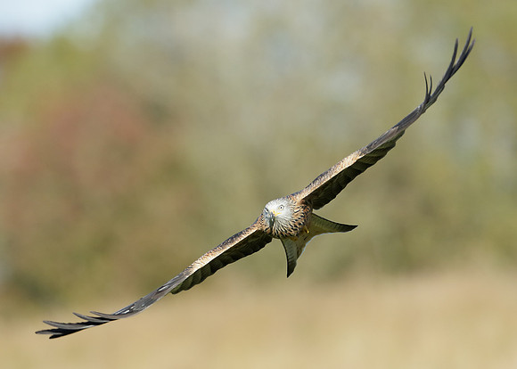 Red Kite Milvus milvus